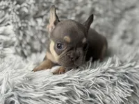 Salix - Girl, a female French Bulldog for sale in Pensacola, FL – Photo 4 of 5