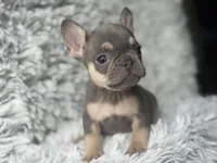 Salix - Girl, a female French Bulldog for sale in Pensacola, FL – Photo 2 of 5