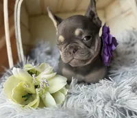 Salix - Girl, a female French Bulldog for sale in Pensacola, FL – 3 of 6