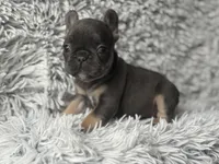 Dallas - Girl, a female French Bulldog for sale in Pensacola, FL – Photo 8 of 8
