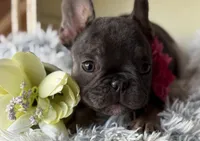 Dallas - Girl, a female French Bulldog for sale in Pensacola, FL – 3 of 6