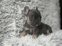 Dallas - Girl, a female French Bulldog for sale in Pensacola, FL – Photo 7 of 8