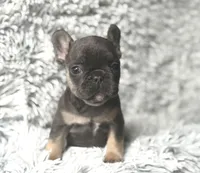 Dallas - Girl, a female French Bulldog for sale in Pensacola, FL – Photo 3 of 8