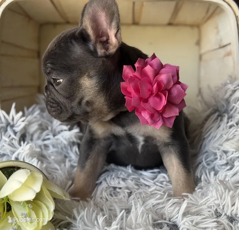 Dallas - Girl – French Bulldog puppy for sale in Pensacola, FL
