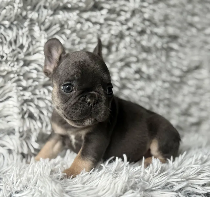 Dallas - Girl, a female French Bulldog for sale in Pensacola, FL – Photo 1 of 8