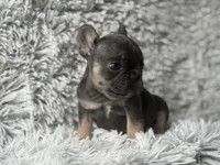 Dallas - Girl, a female French Bulldog for sale in Pensacola, FL – Photo 5 of 8