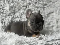 Dallas - Girl, a female French Bulldog for sale in Pensacola, FL – Photo 6 of 8