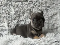 Dallas - Girl, a female French Bulldog for sale in Pensacola, FL – Photo 2 of 8