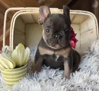 Dallas - Girl, a female French Bulldog for sale in Pensacola, FL – 4 of 6