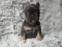 Dallas - Girl, a female French Bulldog for sale in Pensacola, FL – Photo 4 of 8