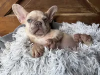 Nilla - Fawn Merle Boy, a male French Bulldog for sale in Pensacola, FL – 1 of 10