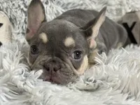 Salix - Girl, a female French Bulldog for sale in Pensacola, FL – 2 of 6