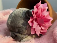 Salix - lilac and tan , a female French Bulldog for sale in Pensacola, FL – 3 of 5