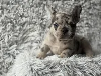 Salix Boy 1 , a male French Bulldog for sale in Pensacola, FL – Photo 5 of 6