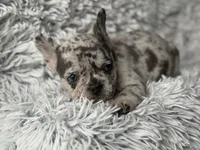 Salix Boy 1 , a male French Bulldog for sale in Pensacola, FL – Photo 6 of 6