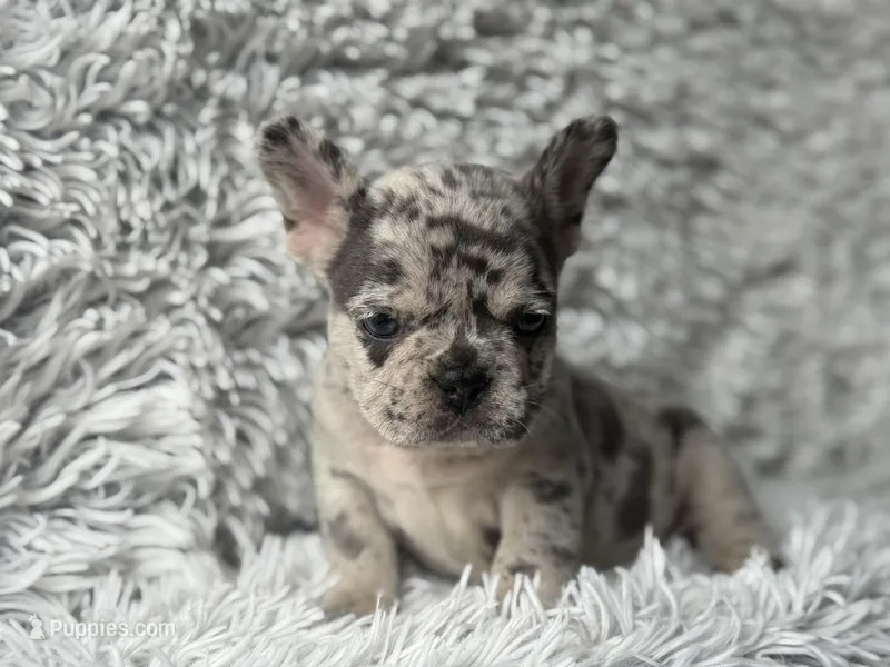 Salix Boy 1  – French Bulldog puppy for sale in Pensacola, FL