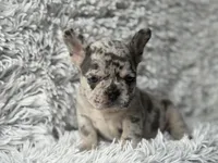 Salix Boy 1 , a male French Bulldog for sale in Pensacola, FL – Photo 1 of 6