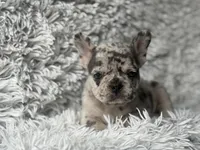 Salix Boy 1 , a male French Bulldog for sale in Pensacola, FL – Photo 4 of 6
