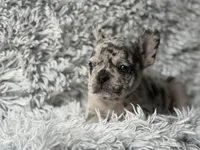 Salix Boy 1 , a male French Bulldog for sale in Pensacola, FL – Photo 3 of 6