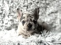Salix Boy 1 , a male French Bulldog for sale in Pensacola, FL – Photo 2 of 6