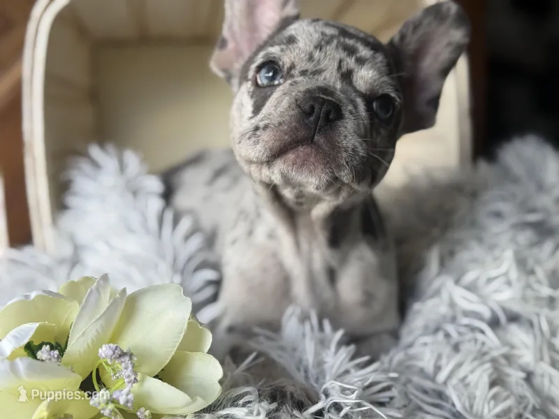 Salix Boy 1  – French Bulldog puppy for sale in Pensacola, FL
