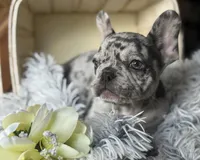Salix Boy 1 , a male French Bulldog for sale in Pensacola, FL – 2 of 6