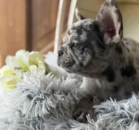 Salix Boy 1 , a male French Bulldog for sale in Pensacola, FL – 4 of 6