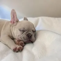 Nilla - Fawn Merle Boy, a male French Bulldog for sale in Pensacola, FL – 2 of 8