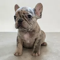 Nilla - Merle Girl, a female French Bulldog for sale in Pensacola, FL – 3 of 9