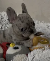 Nilla - Merle Girl, a female French Bulldog for sale in Pensacola, FL – 2 of 9