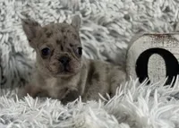Nilla - Merle Girl, a female French Bulldog for sale in Pensacola, FL – 6 of 9