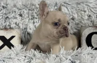 Nilla - Fawn Merle Boy, a male French Bulldog for sale in Pensacola, FL – 5 of 8