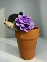 Salix - blue and tan , a female French Bulldog for sale in Pensacola, FL – 4 of 5