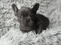 Dallas - Boy , a male French Bulldog for sale in Pensacola, FL – Photo 3 of 6