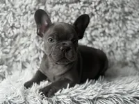 Dallas - Boy , a male French Bulldog for sale in Pensacola, FL – Photo 4 of 6