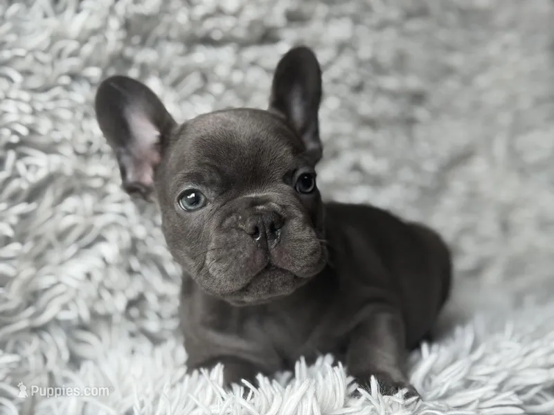 Dallas - Boy  – French Bulldog puppy for sale in Pensacola, FL