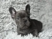 Dallas - Boy , a male French Bulldog for sale in Pensacola, FL – Photo 1 of 6