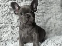 Dallas - Boy , a male French Bulldog for sale in Pensacola, FL – Photo 2 of 6