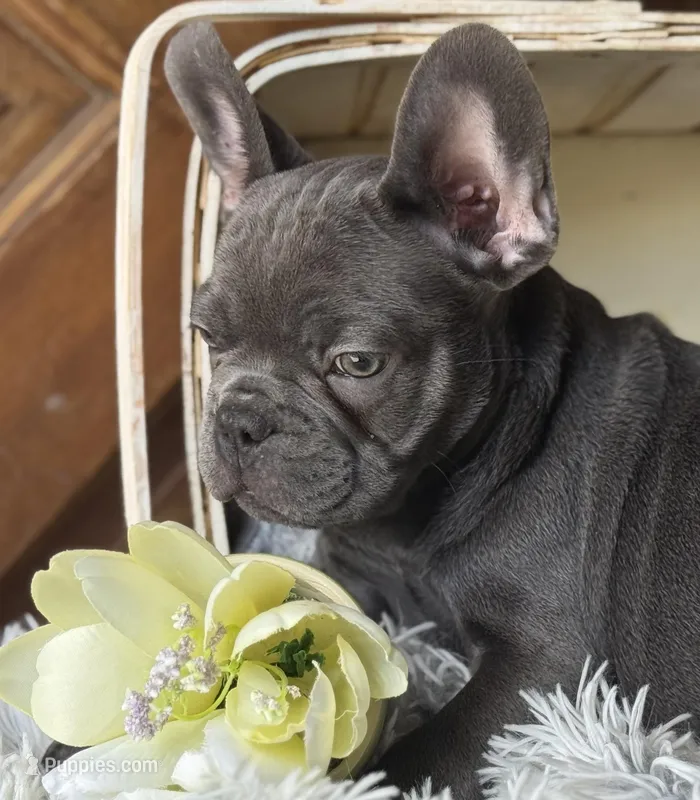 Dallas - Boy  – French Bulldog puppy for sale in Pensacola, FL