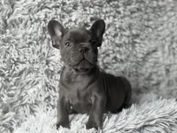 Dallas - Boy , a male French Bulldog for sale in Pensacola, FL – Photo 6 of 6