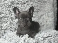 Dallas - Boy , a male French Bulldog for sale in Pensacola, FL – Photo 5 of 6