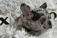 Salix Boy 1 , a male French Bulldog for sale in Pensacola, FL – 3 of 6