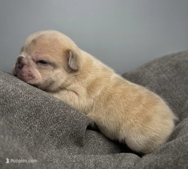 Salix - Merle male  – French Bulldog puppy for sale in Pensacola, FL