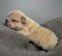 Salix - Merle male , a female French Bulldog for sale in Pensacola, FL – 1 of 1