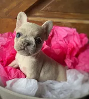 Salix - lilac fawn Merle , a female French Bulldog for sale in Pensacola, FL – 3 of 8