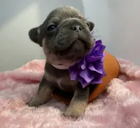Salix - blue and tan , a female French Bulldog for sale in Pensacola, FL – 2 of 5