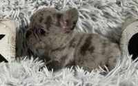 Nilla - Merle Girl, a female French Bulldog for sale in Pensacola, FL – 5 of 9