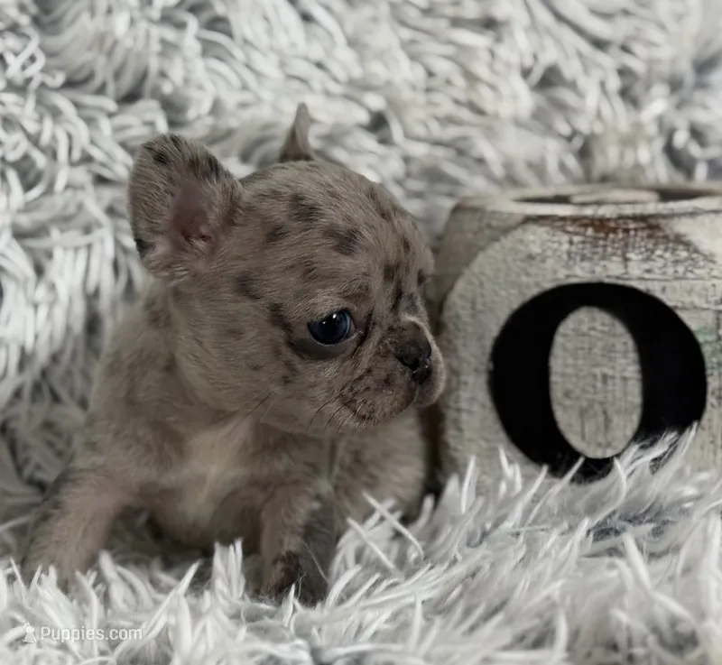 Nilla - Merle Girl – French Bulldog puppy for sale in Pensacola, FL