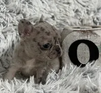 Nilla - Merle Girl, a female French Bulldog for sale in Pensacola, FL – 4 of 9