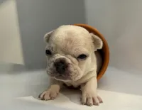 Salix - Merle male , a female French Bulldog for sale in Pensacola, FL – 7 of 8